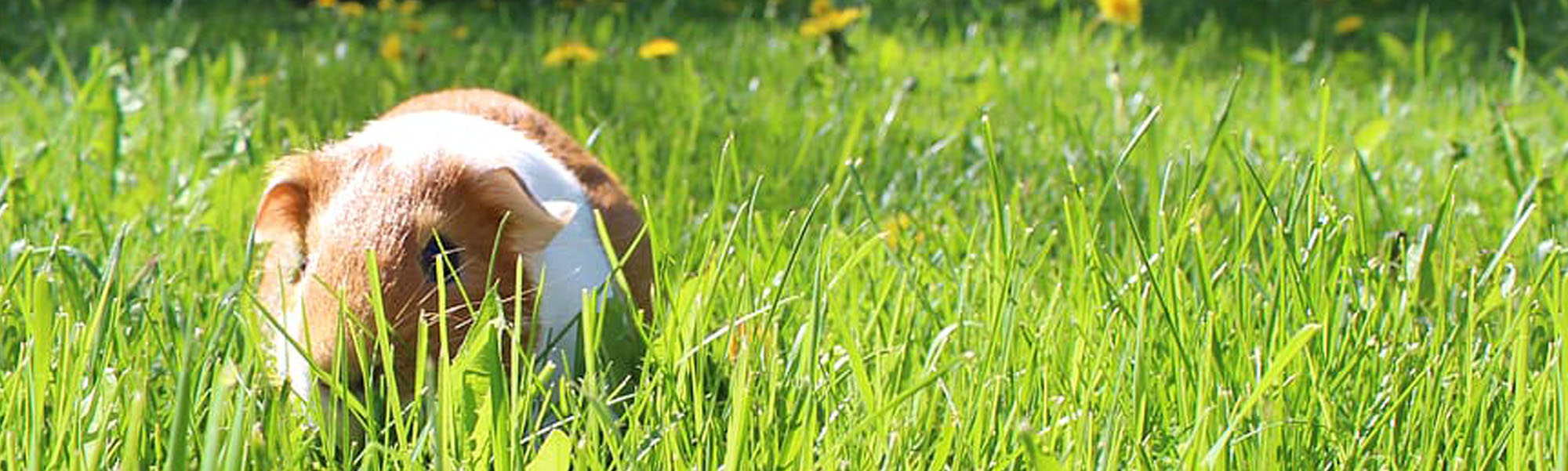 Hrana za male životinje