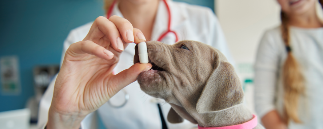 Lekovi za pse