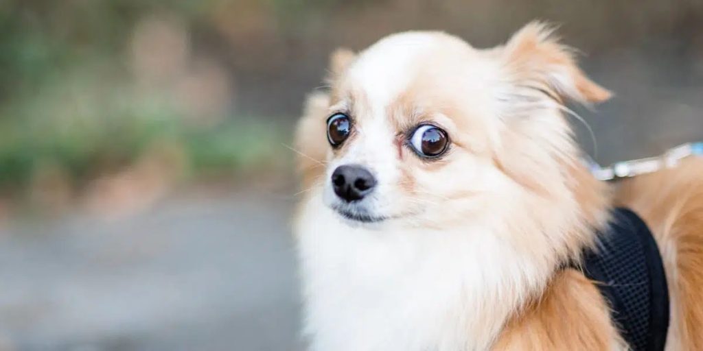 Strah od grmljavine kod pasa – Kako smiriti psa kada grmi?